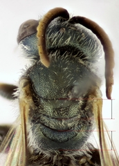 Halictus gemmeus