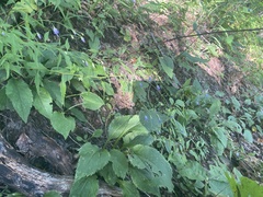 Campanula divaricata