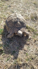 Stigmochelys pardalis