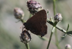 Satyrium saepium
