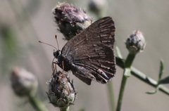 Satyrium saepium