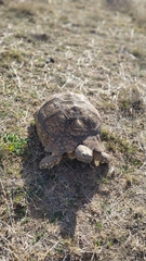 Stigmochelys pardalis