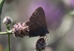 Satyrium saepium