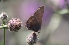 Satyrium saepium