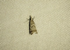 Microcrambus elegans