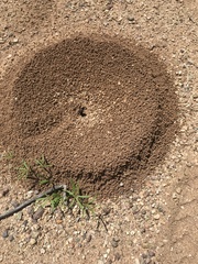 Acromyrmex versicolor