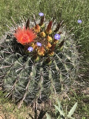 Ferocactus wislizeni
