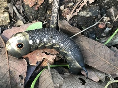 Xylophanes falco