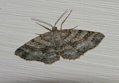 Melanolophia canadaria
