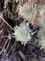 Artemisia arborescens