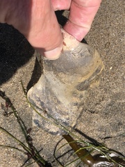 Chrysaora fuscescens