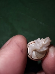 Pseudotachea splendida