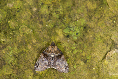 Lophoptera hemithyris