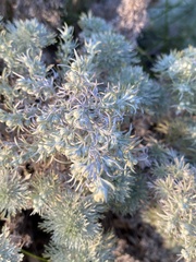Artemisia arborescens