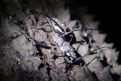 Batocera rubus