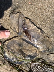 Chrysaora fuscescens