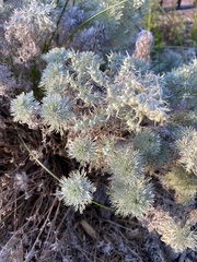 Artemisia arborescens