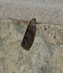Sciota subcaesiella