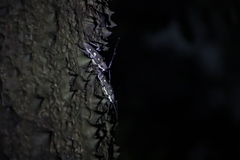 Batocera rubus