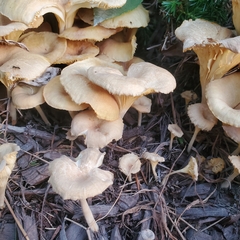 Gerronema strombodes