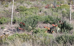 Aloe claviflora