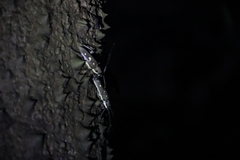 Batocera rubus
