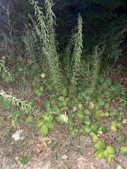 Eupatorium hyssopifolium