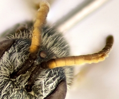 Halictus gemmeus