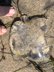 Chrysaora fuscescens