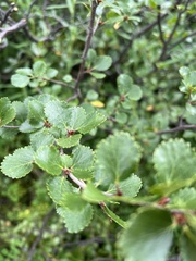 Betula pumila