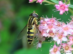 Helophilus fasciatus