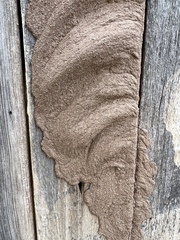 Gnathamitermes