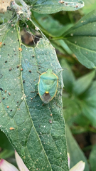 Chlorochroa