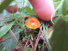Gliophorus perplexus