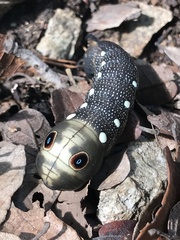 Xylophanes falco