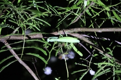 Hierodula patellifera