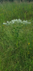 Euphorbia marginata