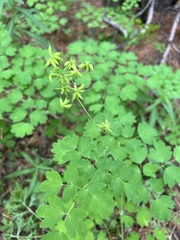 Thalictrum occidentale