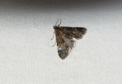 Elophila obliteralis