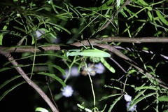 Hierodula patellifera