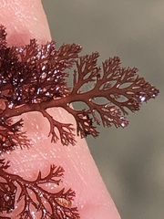 Microcladia coulteri