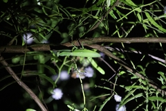 Hierodula patellifera