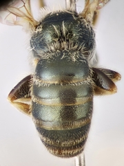 Halictus gemmeus