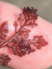 Microcladia coulteri