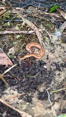 Bipalium adventitium