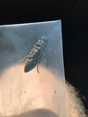 Hippomelas sphenicus