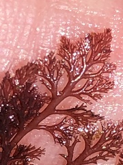 Microcladia coulteri