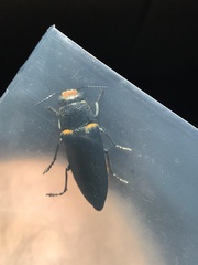 Hippomelas sphenicus