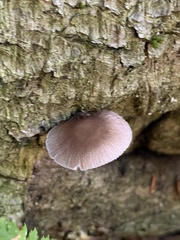 Pluteus longistriatus