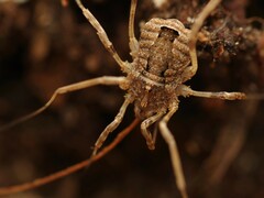 Odiellus spinosus